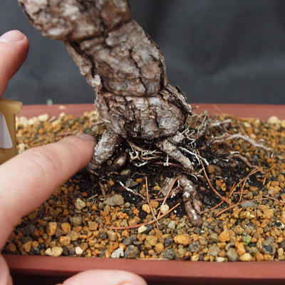 Vonkajšie bonsai -Borovice drobnokvetá VB13464 - 2