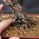 Vonkajšie bonsai -Borovice drobnokvetá VB13464 - 2/2