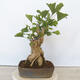 Vonkajší bonsai - Jinan dvojlaločný - Ginkgo biloba - 2/5