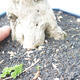 Izbová bonsai - Durant erecta aurea - 2/6