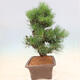 Vonkajšie bonsai - Pinus thunbergii corticosa - borovica korková - 2/4