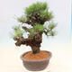 Vonkajšie bonsai - Pinus thunbergii corticosa - borovica korková - 2/4