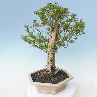Izbová bonsai - Durant erecta aurea - 2