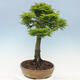 Vonkajší bonsai -Javor dlaňovitolistý Acer palmatum Shishigashira - 2/6