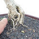 Izbová bonsai - Durant erecta aurea - 2/7