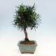 Izbová bonsai - Podocarpus - Kamenný tis - 2/7