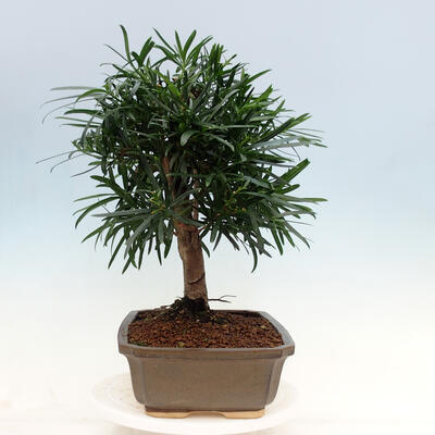 Izbová bonsai - Podocarpus - Kamenný tis - 2