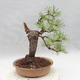 Vonkajšie bonsai - Pinus sylvestris - Borovica lesná - 2/4