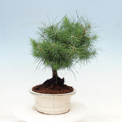 Izbová bonsai-Pinus halepensis-Borovica alepská - 2