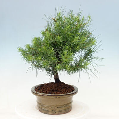 Izbová bonsai-Pinus halepensis-Borovica alepská - 2
