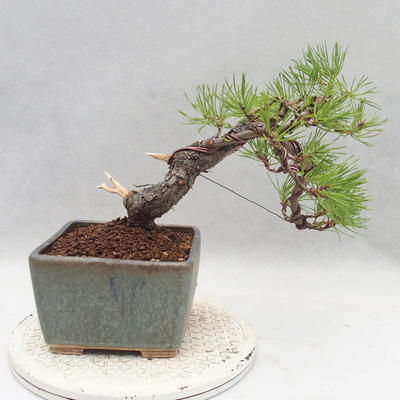Vonkajšie bonsai - Pinus sylvestris - Borovica lesná - 2