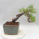 Vonkajšie bonsai - Pinus sylvestris - Borovica lesná - 2/5
