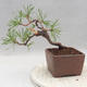Vonkajšie bonsai - Pinus sylvestris - Borovica lesná - 2/4