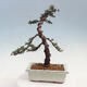 Vonkajšie bonsai - Cedrus Bozkavanie brevifolia - Céder zelený - 2/5