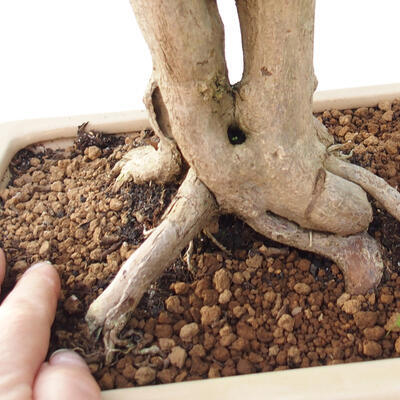 Izbová bonsai - Durant erecta aurea - 2