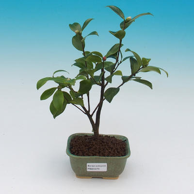 Izba bonsai-Camellia euphlebia-Camellia - 2