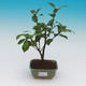 Izba bonsai-Camellia euphlebia-Camellia - 2/2