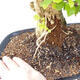 Izbová bonsai - Durant erecta aurea - 2/4