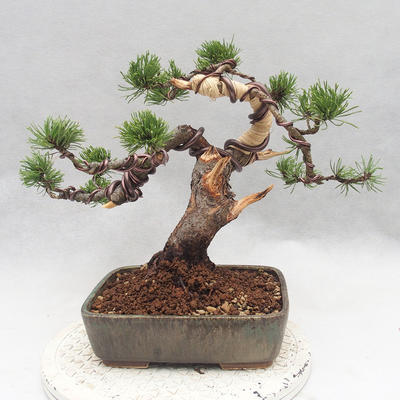 Vonkajšie bonsai - Pinus Mugo - Borovica Marhuľa - 2
