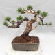 Vonkajšie bonsai - Pinus Mugo - Borovica Marhuľa - 2/5