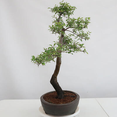 Vonkajšie bonsai - Prunus spinosa - trnka - 2