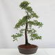 Vonkajšie bonsai - Prunus spinosa - trnka - 2/4