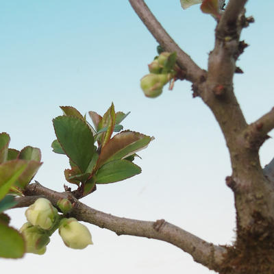 Vonkajšie bonsai - Chaenomeles superba jet trail -Kdoulovec biely - 2