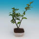 Izba bonsai-Camellia euphlebia-Camellia - 2/2