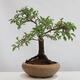 Vonkajšie bonsai -Mahalebka - Prunus mahaleb - 2/4