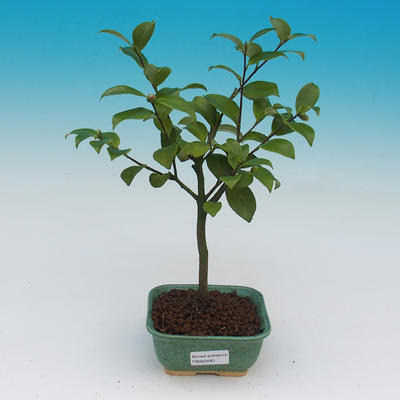 Izba bonsai-Camellia euphlebia-Camellia - 2