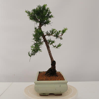 Vonkajšie bonsai - Taxus Bacatá - Tis červený - 2