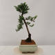 Vonkajšie bonsai - Taxus Bacatá - Tis červený - 2/4