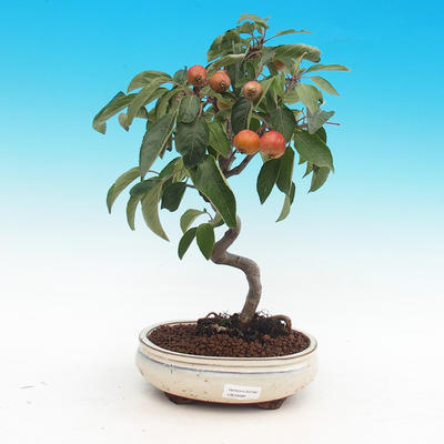 Vonkajší bonsai -Malus halliana - Maloplodé jabloň - 2