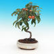 Vonkajší bonsai -Malus halliana - Maloplodé jabloň - 2/2