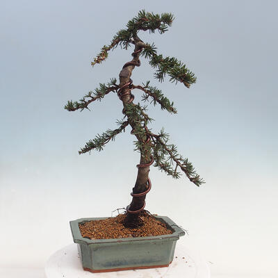 Vonkajšie bonsai - Cedrus Bozkavanie brevifolia - Céder zelený - 2