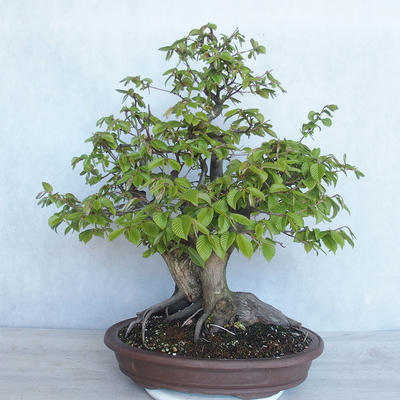 Vonkajší bonsai Carpinus betulus- Hrab obyčajný VB2020-485 - 2