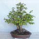 Vonkajší bonsai Carpinus betulus- Hrab obyčajný VB2020-485 - 2/5