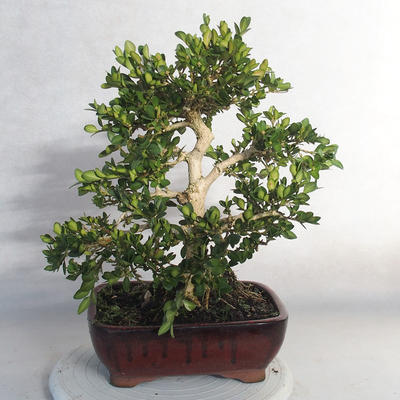 Vonkajšie bonsai - Buxus - 2