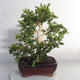 Vonkajšie bonsai - Buxus - 2/5