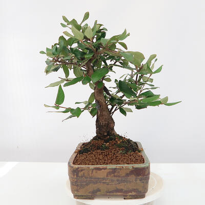 Vonkajšia bonsai-Kalina Bodnanská - Viburum carlesii - 2