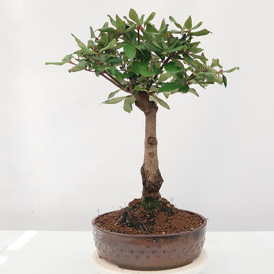 Vonkajšia bonsai-Kalina Bodnanská - Viburum carlesii - 2