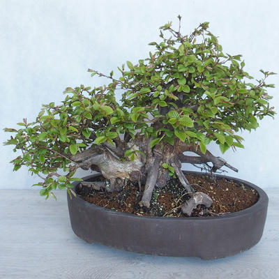 Vonkajší bonsai Carpinus betulus- Hrab obyčajný VB2020-487 - 2