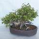 Vonkajší bonsai Carpinus betulus- Hrab obyčajný VB2020-487 - 2/5
