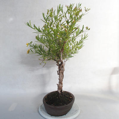 Vonkajšie bonsai- ľubovník - Hypericum - 2