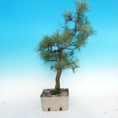 Yamadori - Borovica lesná - Pinus sylvestris - 2