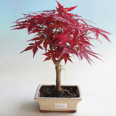 Vonkajšie bonsai - Acer palm. Atropurpureum-Javor dlaňolistý - 2
