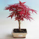 Vonkajšie bonsai - Acer palm. Atropurpureum-Javor dlaňolistý - 2/2