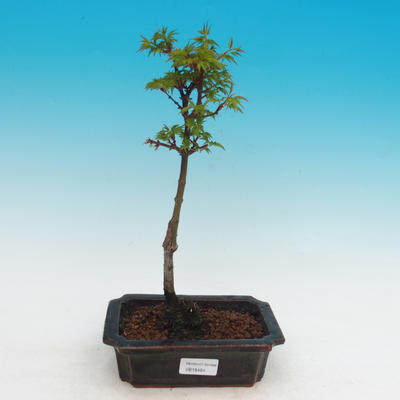 Vonkajší bonsai -Javor malolistá SHISHIGASHIRA - 2