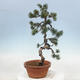 Vonkajšie bonsai - Pinus parviflora - Borovica drobnokvetá - 2/4