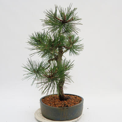Vonkajší bonsai - Pinus Nigra - Borovica čierna - 2